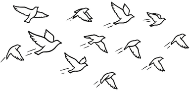 Birds flying